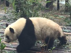 -成都大熊猫繁育研究基地