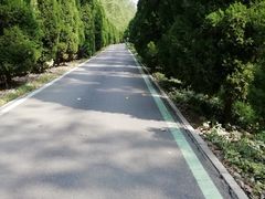 -合肥滨湖国家森林公园