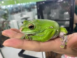 -神奇动物撸宠馆·羊驼·小浣熊·异宠(豫园店)