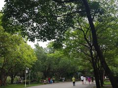 -金花茶公园