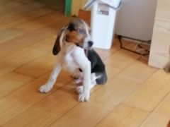 -喜柴咖啡·柴犬狗咖