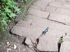 -青城山