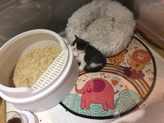 -糯米喵星人总部直营旗舰店·猫舍·幼猫出售