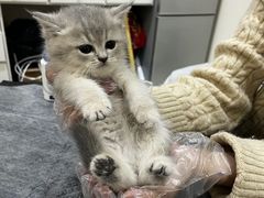 -喵zoo家庭繁育猫舍(尖东智能花园店)