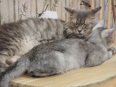 -楼上猫咖(罗湖店)
