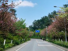 -铁山坪森林公园