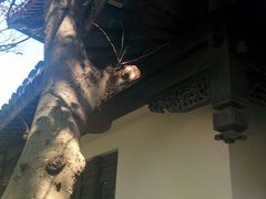 android_upload_pic-朱家角课植园