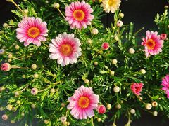 -溪岸路花鸟市场