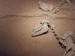 -洛阳周王城天子驾六博物馆