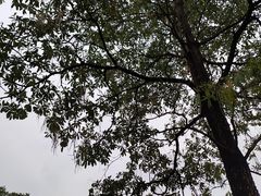 -海珠湖公园