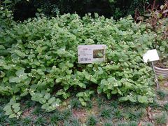 -广州神农草堂中医药博物馆