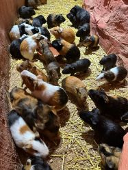 -Zoolung Zoolung动物主题公园(海信广场店)