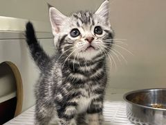 -lincat·猫舍(广州店)
