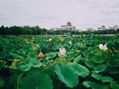 -莲花池公园