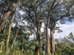 -海南热带雨林国家公园吊罗山景区
