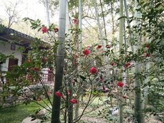 -南山植物园