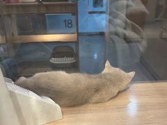 -BABIT巴比特宠物(MOMOPARK店)