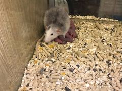 -藦茜花园宠物主题亲子互动体验馆(国顺东路店)