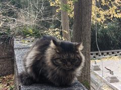-青岛崂山太清宫
