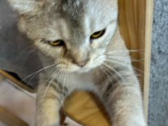 -平行世界·猫咖(首经贸店)