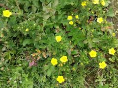 -白草畔自然风景区