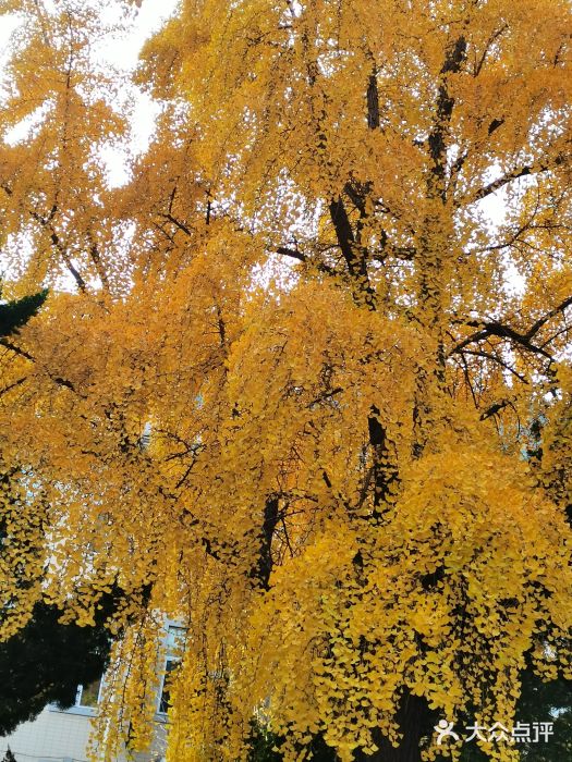 大连人民广场图片