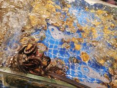 -亚马逊海鲜自助(梅溪湖步步高店)