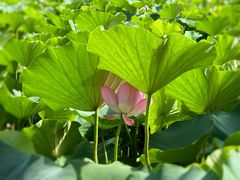 -莲花池公园