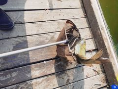 -酷鱼垂钓CLUB(朝阳区博大路店 )