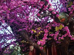 -西安市广仁寺