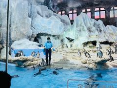 -帝企鹅自助餐厅•儿童岛•真企鹅(长隆企鹅酒店)