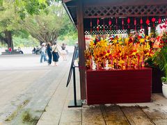 -深圳仙湖植物园