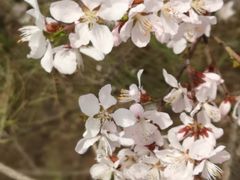 -渭南桃花源民俗文化园