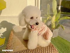 -BABYDOG宝贝狗宠物乐园(欧洲城店)