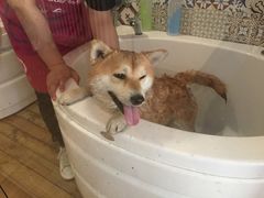 -Double Rui宠物酒店
