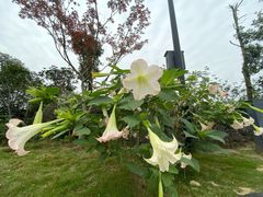 -枫香湖儿童公园