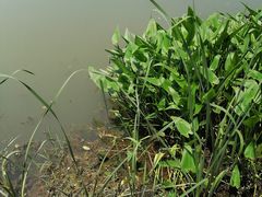-贡湖湾湿地公园