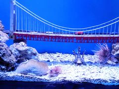 -太平洋海底世界