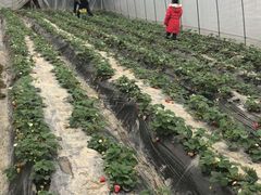 -洪湖家庭农场·团建·露营·会议