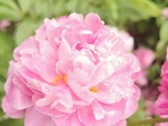 -广西壮族自治区药用植物园