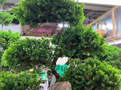 -花鸟鱼虫鲜花绿植市场(玉泉路店)