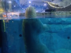 -芜湖新华联大白鲸海洋公园