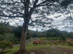 -中国科学院西双版纳热带植物园