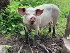 -硗碛藏寨·神木垒景区