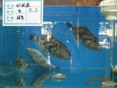 展示鱼缸 1-喜顺商务酒店