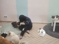 -酷豆宠物咖啡·宠物美食·撸猫馆