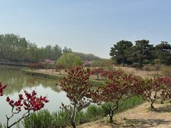 -塘沽森林公园