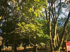 -汉拿树木园