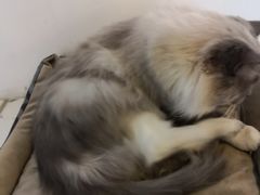 -Cappucimeow猫咪咖啡馆(韦伯时代店)
