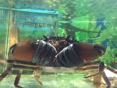 -真浪大家乐海鲜餐馆